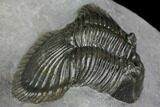 Thysanopeltis Trilobite - Healed Injury, Bite? #146610-3